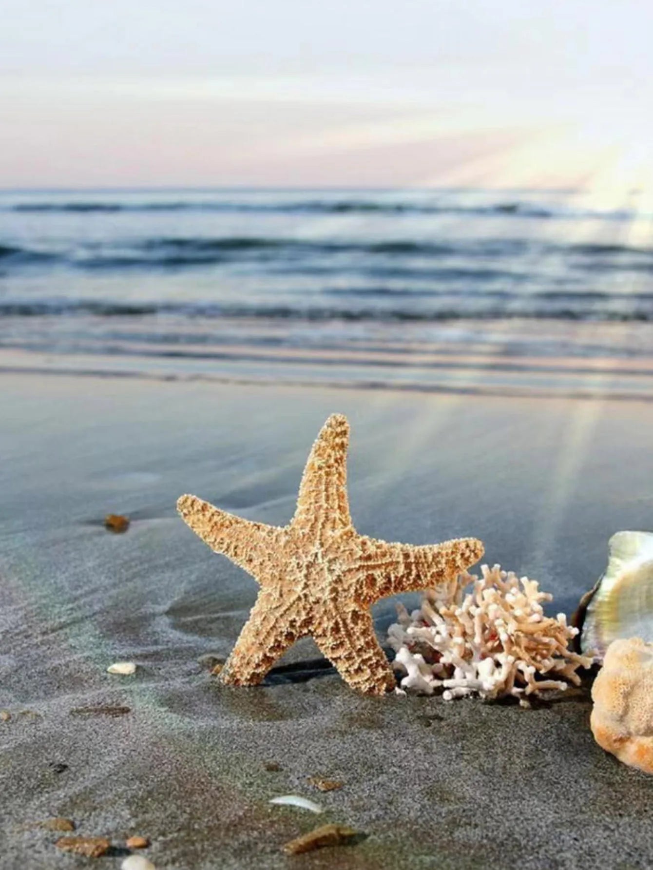 Starfish Stud Earrings - Coastal Romantic Accent